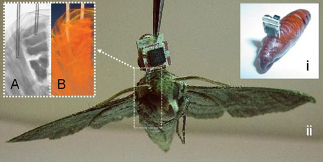 Even insects can spy: Cyborg moths are an example
